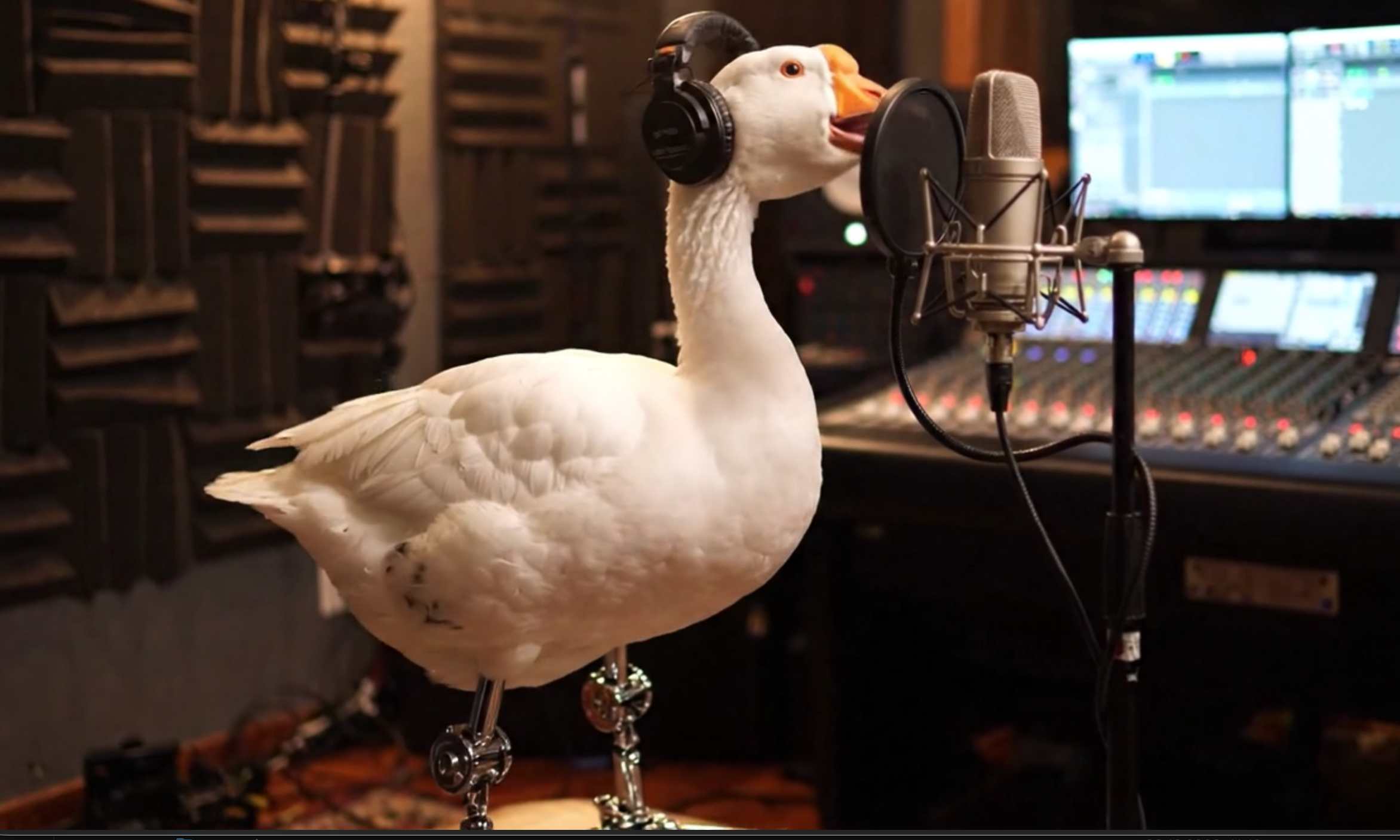 zeigt eine weiße Gans mit Metallbeinen mit Kopfhörern vor einem Studiomikrofon
