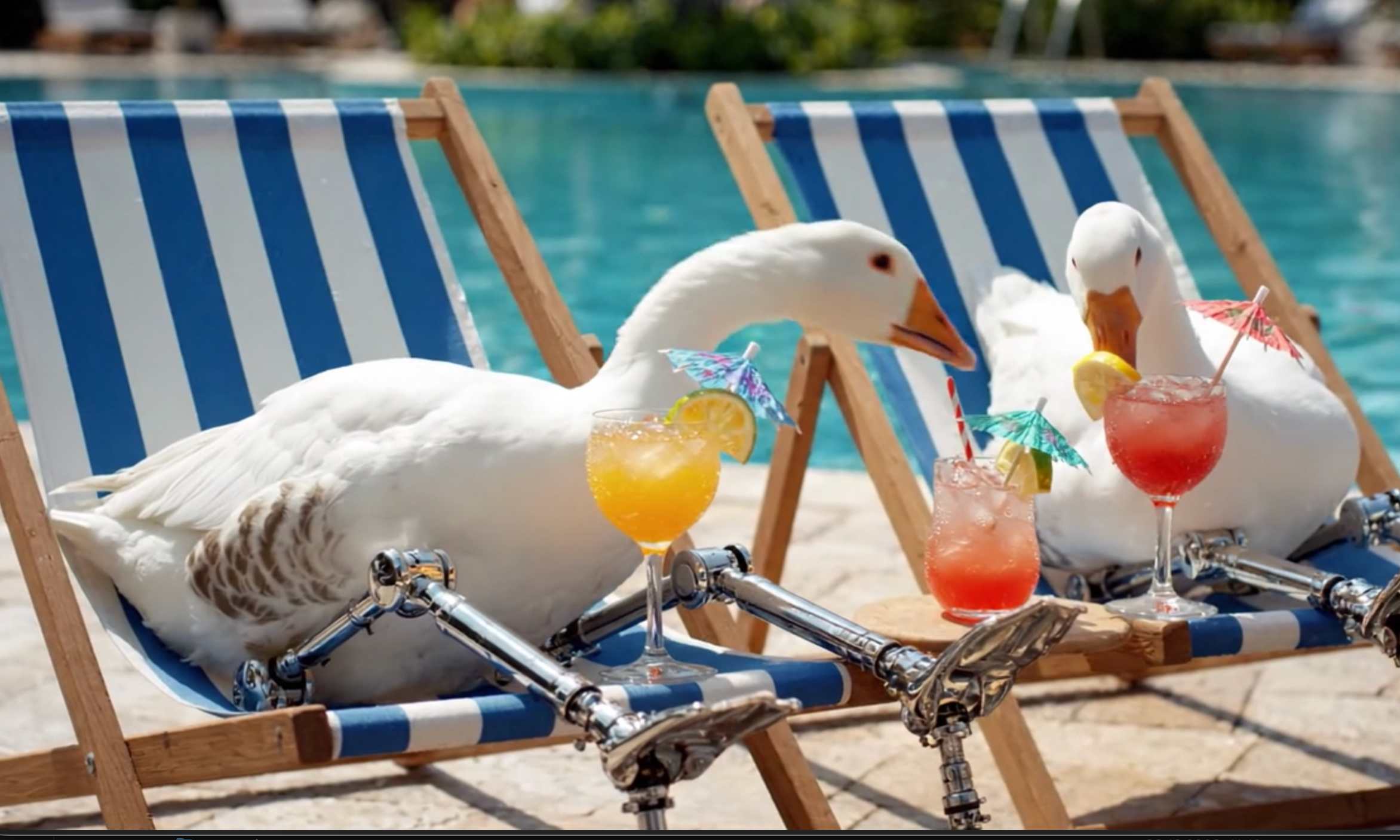 zeigt Gänse mit Metallbeinen im Liegestuhl Cocktails trinken.